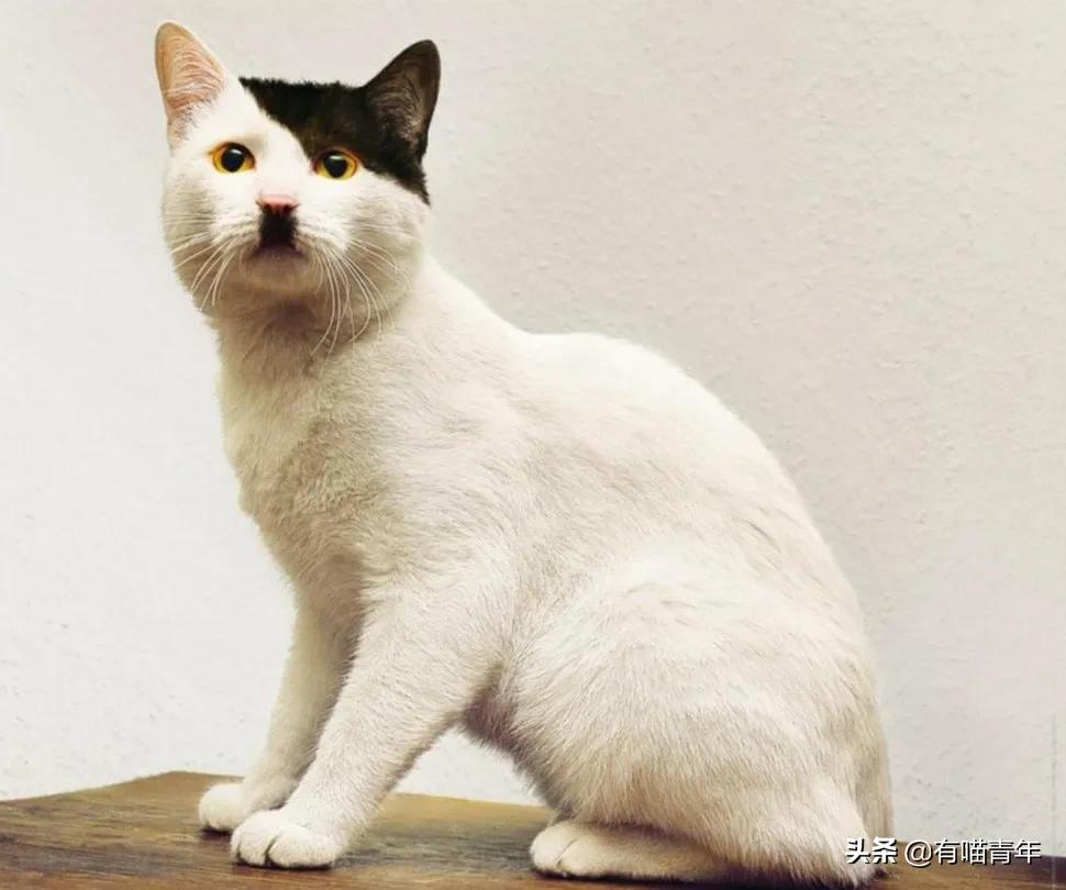 医生说我家猫很有性格,医生说我的猫有点傻