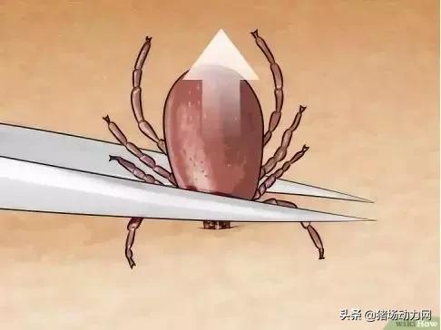 消灭蜱虫的药,蜱虫的毒性有多强