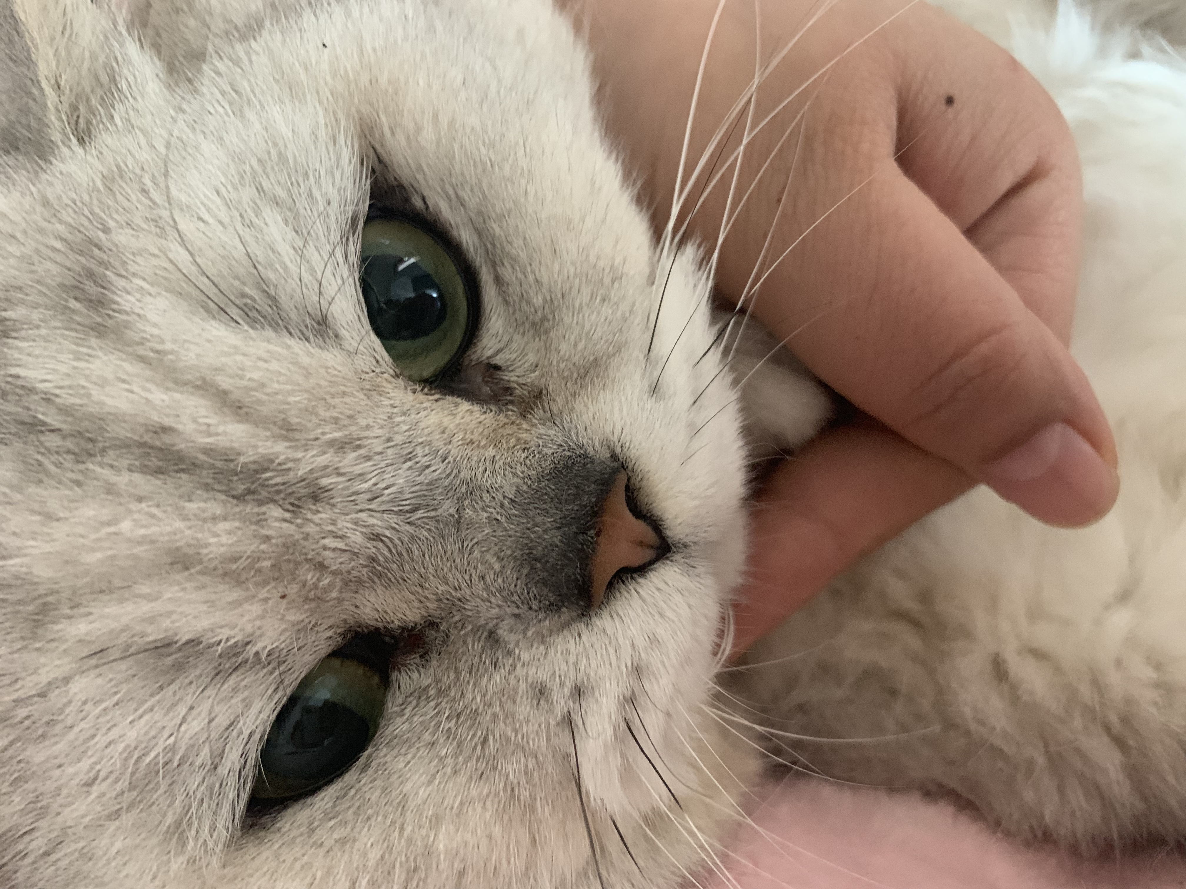 猫癣好烦,猫癣猫老是抓怎么办