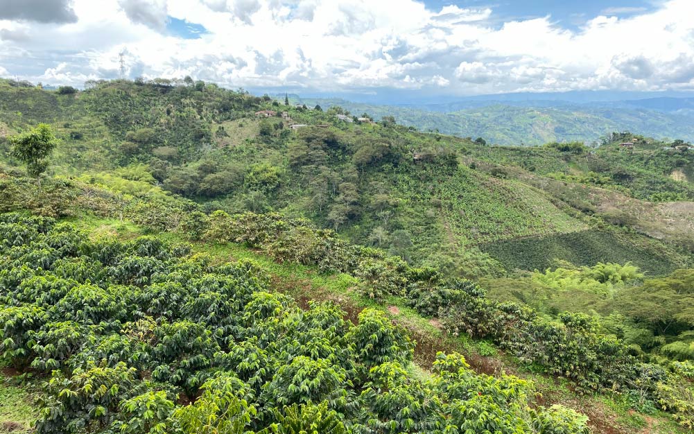 哥伦比亚咖啡属于什么档次,哥伦比亚咖啡和曼特宁咖啡区别