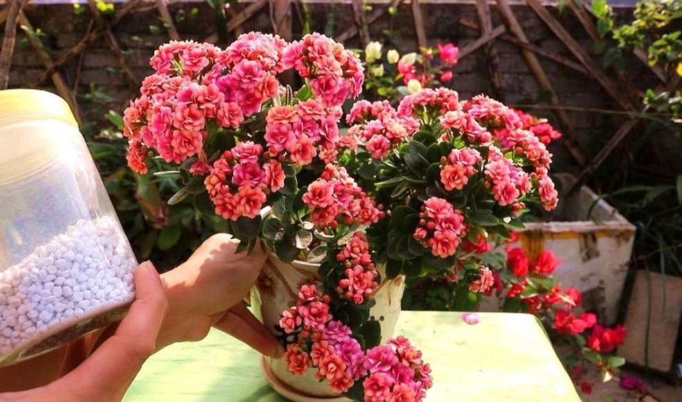 夏天闷热花卉怎么降温,夏天家里的花卉如何养护