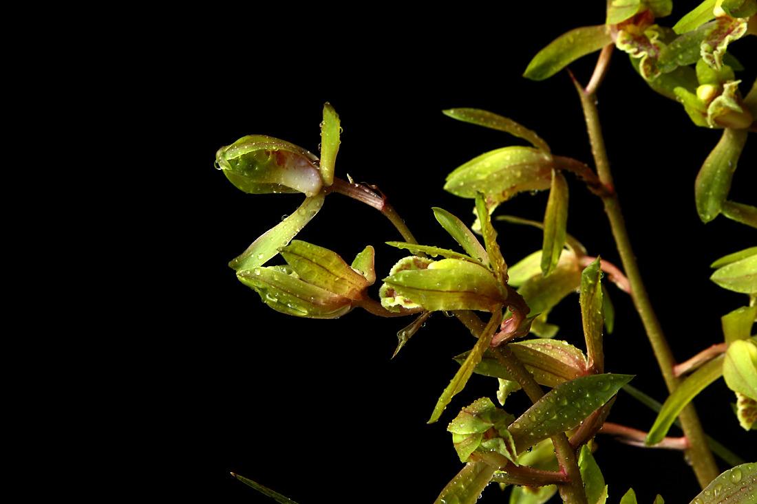 兰花翻盆既有水晶头又有空根,兰花空根处理后怎么栽视频