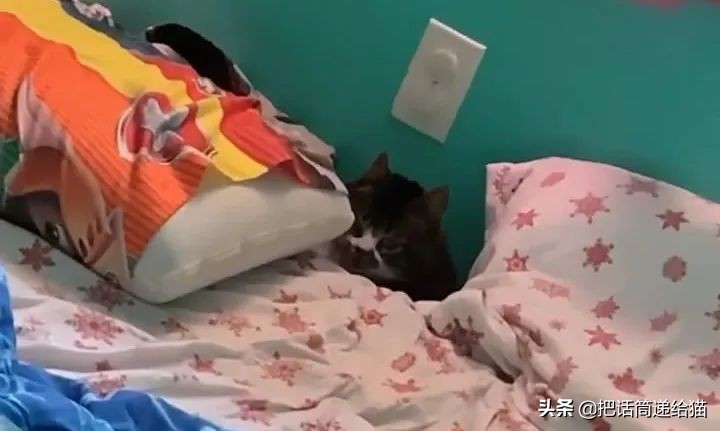 猫兄妹可爱视频,矮脚猫兄妹
