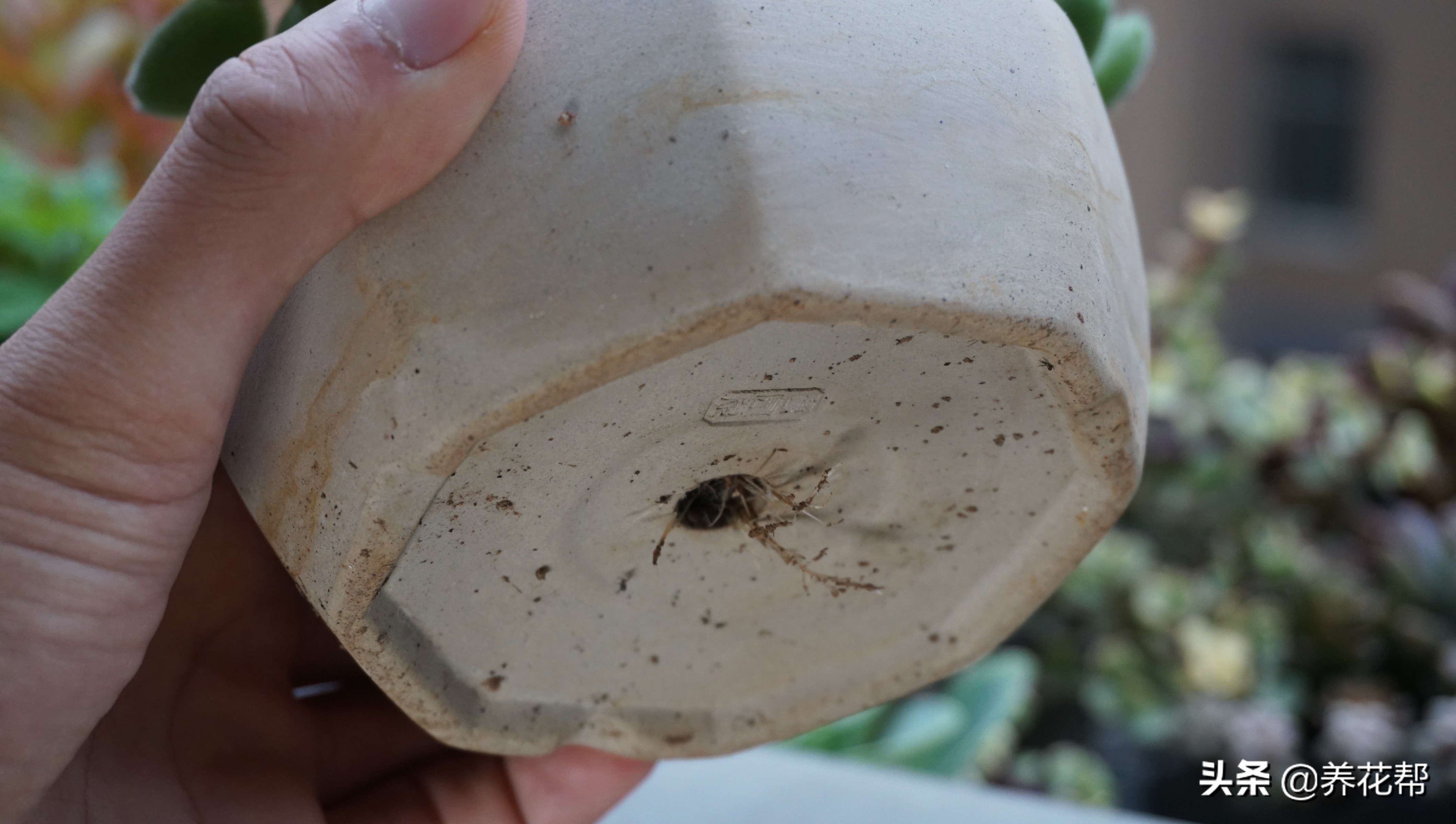 多肉熊童子出状态,多肉熊童子太茂盛了怎么办