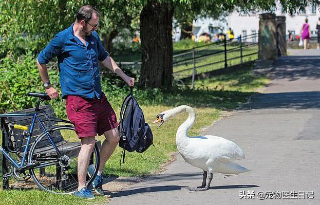 当“村霸鹅”前往英国,会不会有另一副景象?鹅:现在请叫我国霸