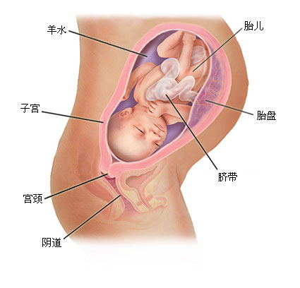 产后喂母乳妈妈不长肉怎么吃,产后多吃这些涨奶不长肉