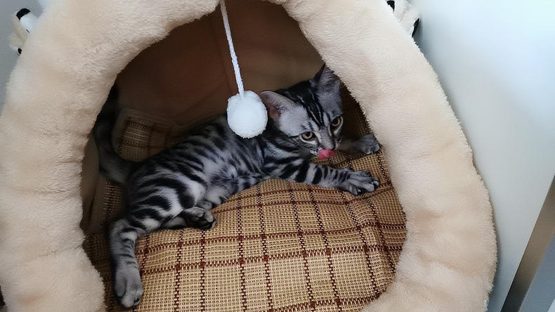 猫咪蓬松沐浴露推荐,猫咪正品专用沐浴露雪貂留香