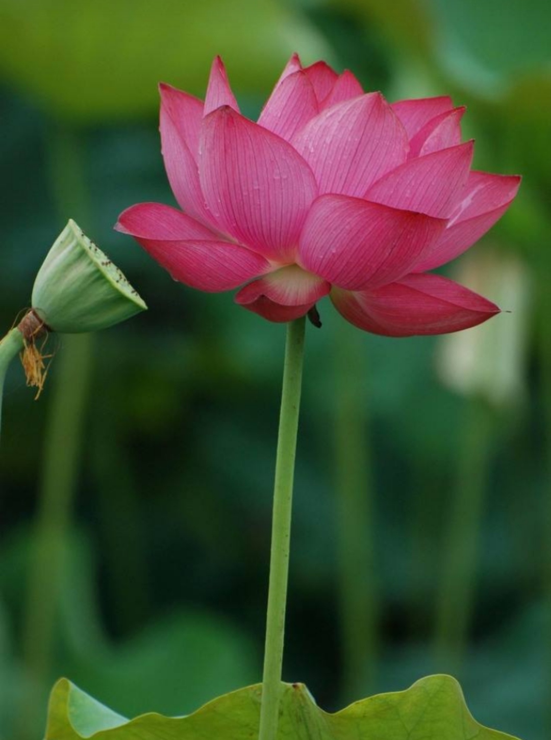 关于荷花的诗句唯美惊艳,描写荷花的经典诗词名句