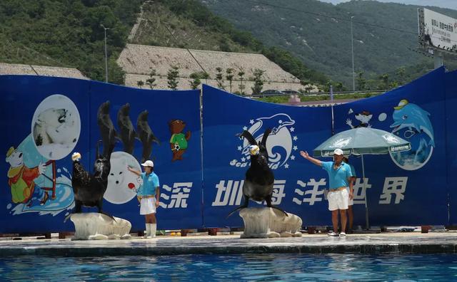 广东哪个海洋馆比较值得去,广东海底世界海洋馆哪个地方的好