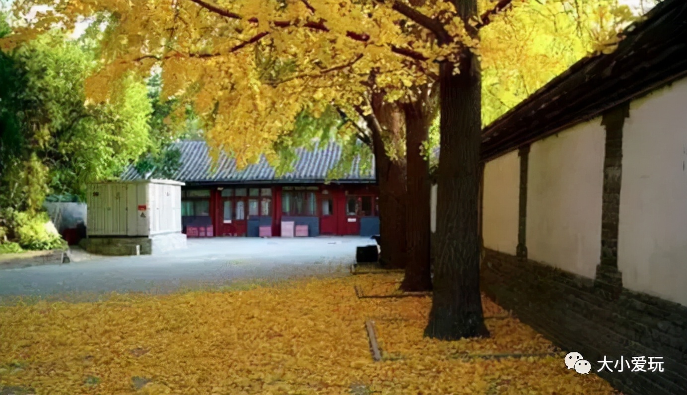北京红螺寺银杏最佳观赏时间,北京赏银杏景区有哪些