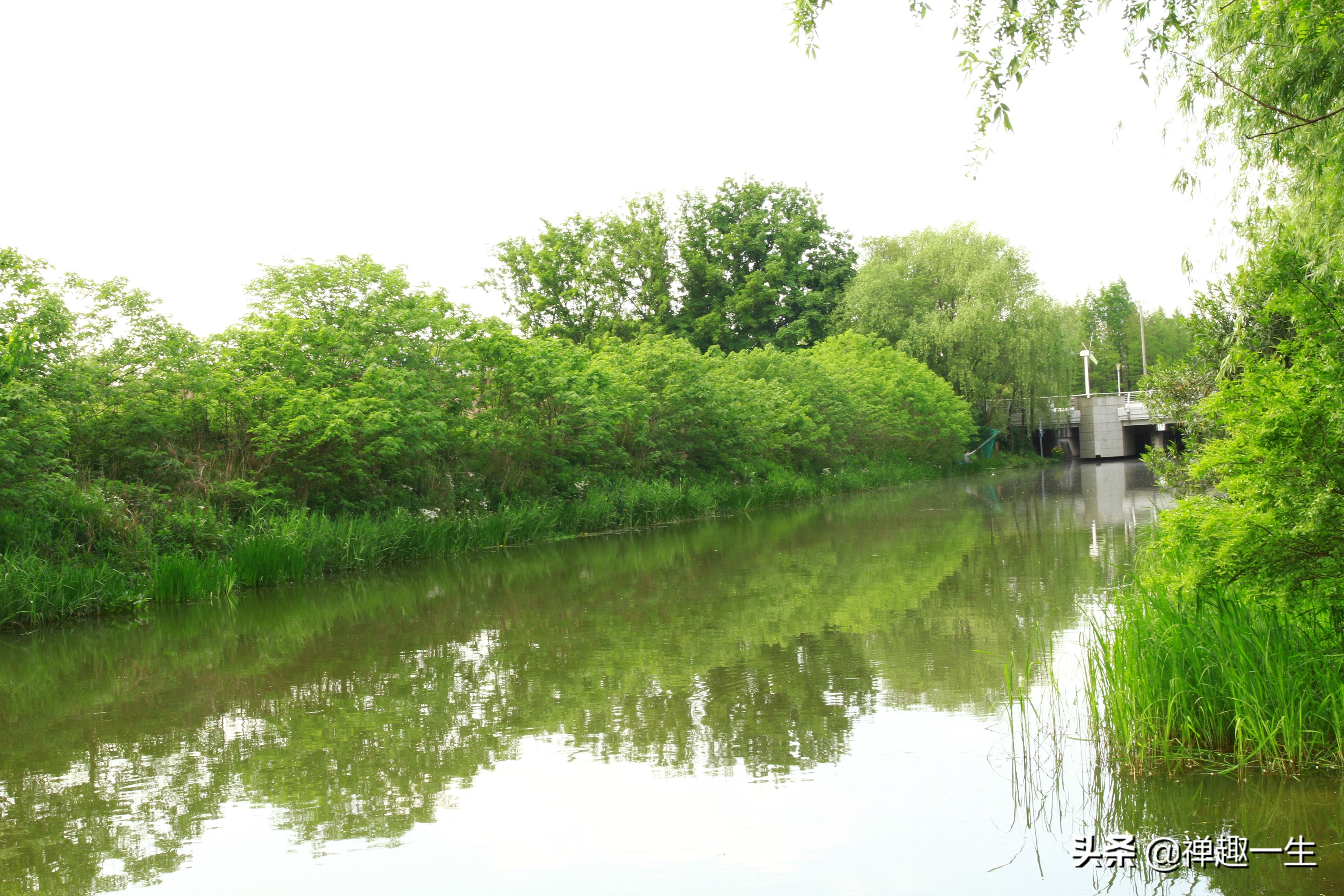 九曲江湾，十里湿地，鸟语花香，沪上最美中心城区，您去过吗？