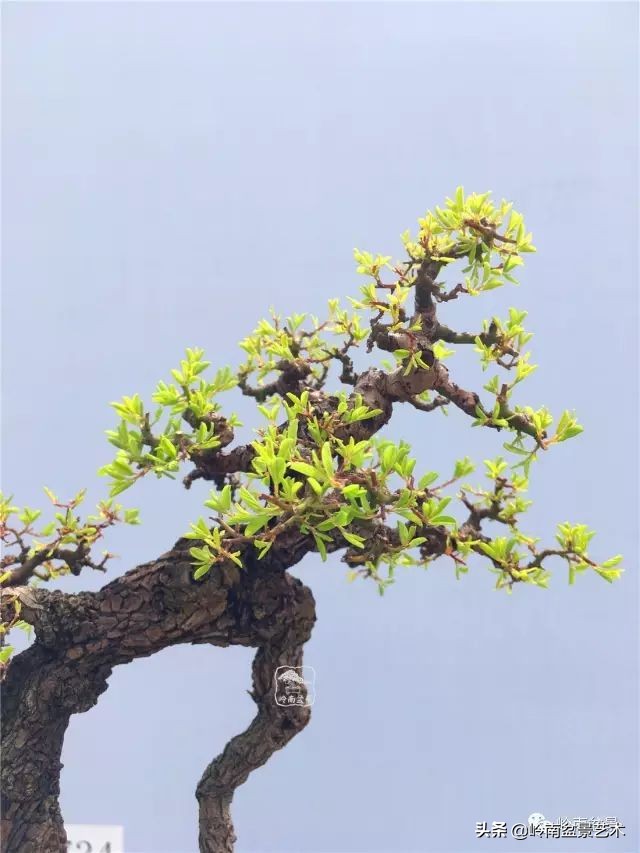 文人杂木盆景精品欣赏,可以做盆景的杂木图片大全