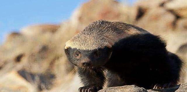 平头哥看见毒蛇扑上去,毒蛇闯入平头哥的地盘