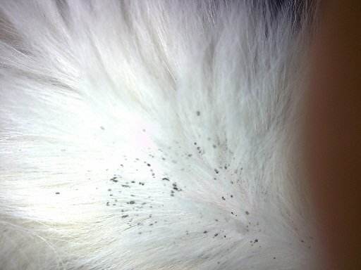 如何清除宠物身上和您家中的跳蚤？建议铲屎官看看这篇文章