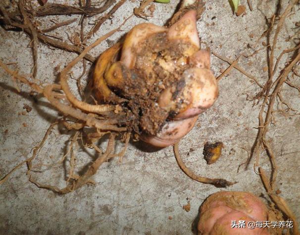 百合虫害的防治方法,百合病虫防治和管理