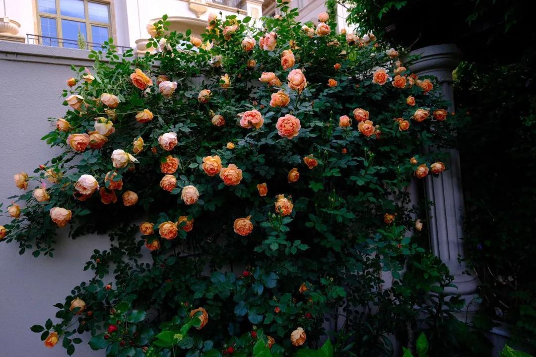 东北花园四季开花植物,北方一年四季都开花的花园