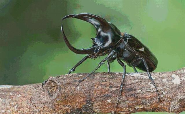 只要19.9元!3000+昆虫萌宠来袭!首届昆虫萌宠主题沉浸展空降武汉