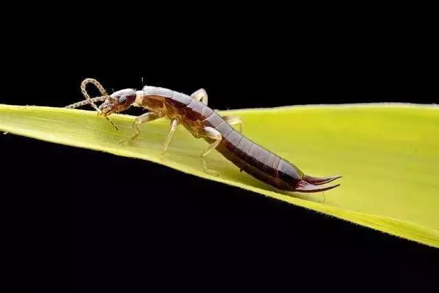 隐形虫出没地方,虫出没名场面