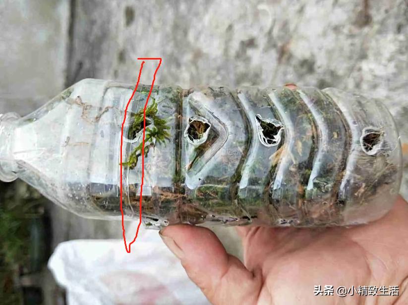 兰花枯萎怎么补救,兰花凋谢了如何再种