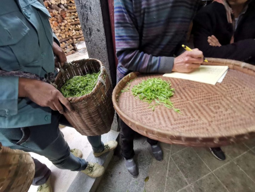 黄山毛峰的了解,了解黄山毛峰