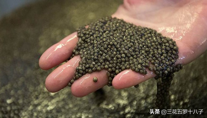 鱼子酱是三大奢侈品美食吗,世界三大美食鱼子酱