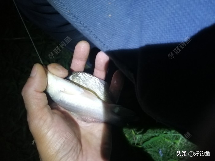 丁香红糖红枣酒,丁香酒钓鲫鱼真实效果