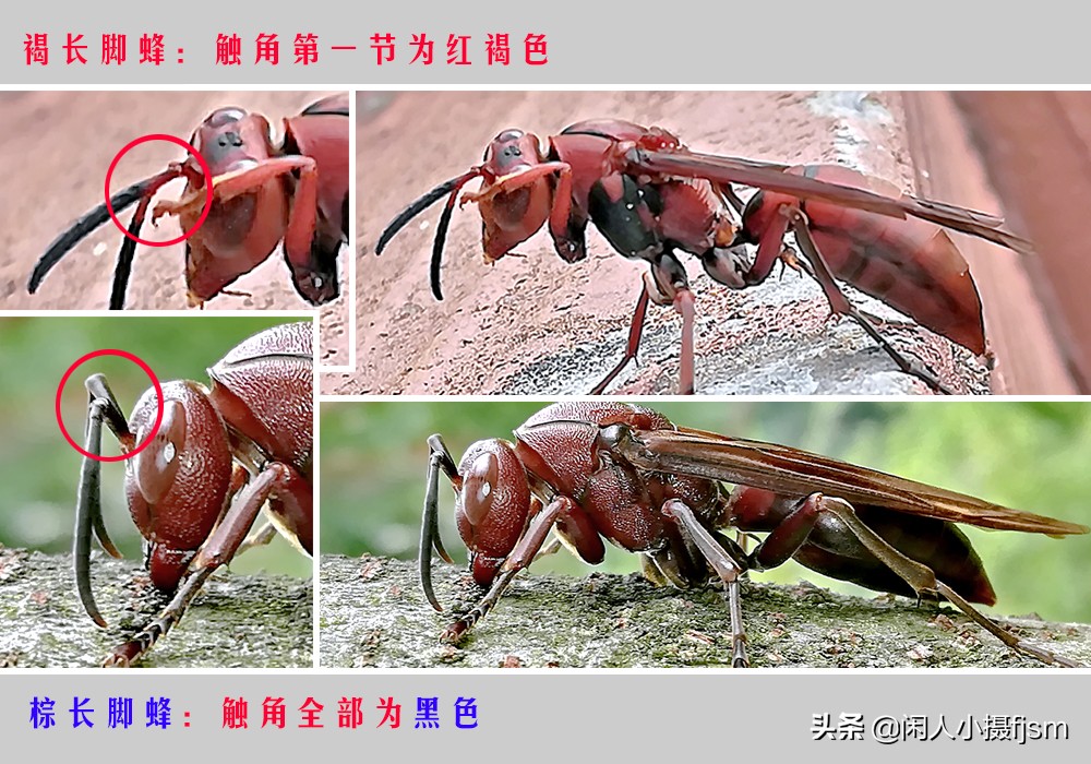 昆虫摄影技巧与方法,蜂蛾拍摄技巧