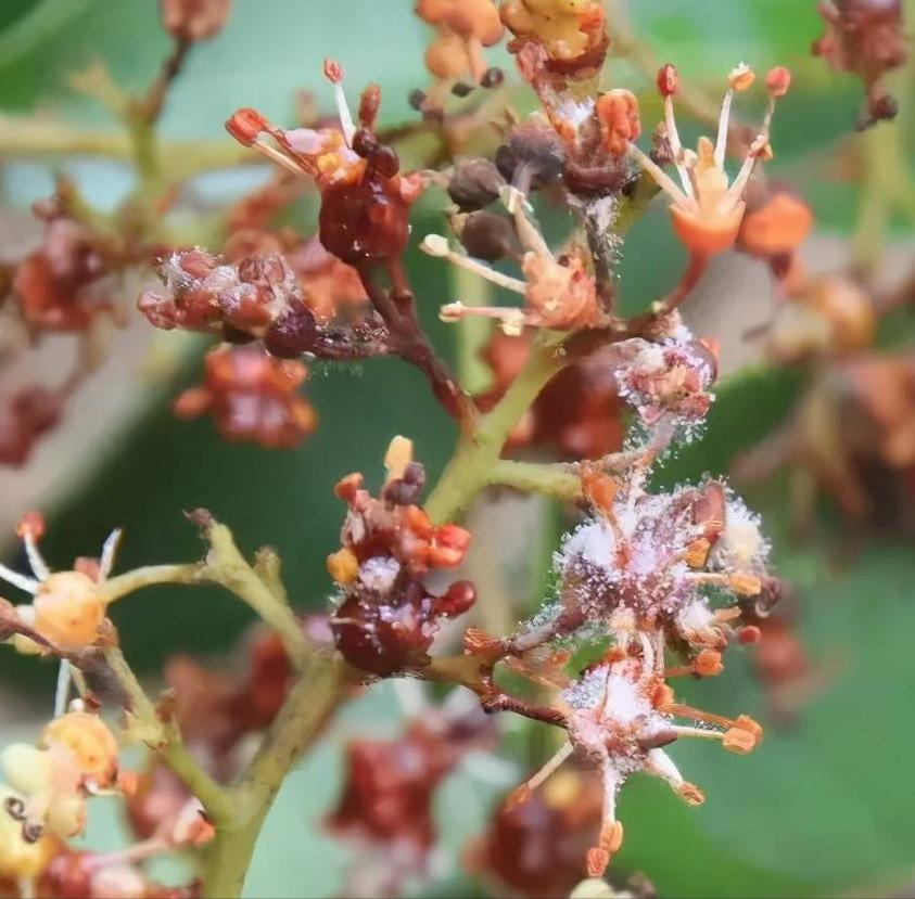 阴雨天荔枝大量落果怎么办,荔枝收成受什么因素影响