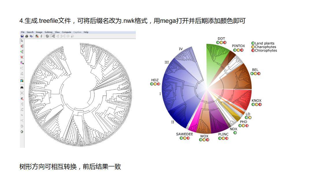 基因方面发10分sci什么水平,如何进行基因进化分析
