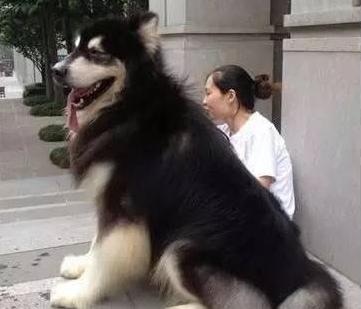 第一次养狗狗要注意什么萨摩耶,第1次养阿拉斯加需要准备什么