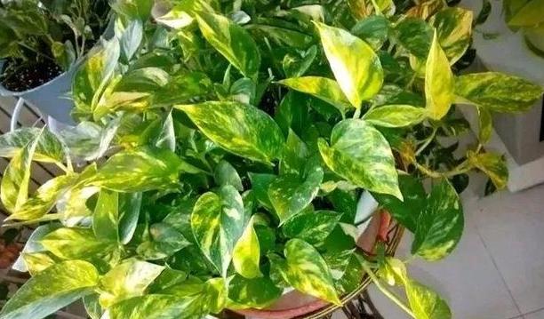 养花小妙招厨房垃圾变肥料,家里变废为宝的养花肥料