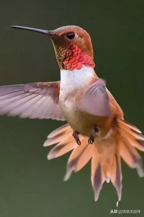 一只会听人话的小鸟,小鸟戴帽子变脸