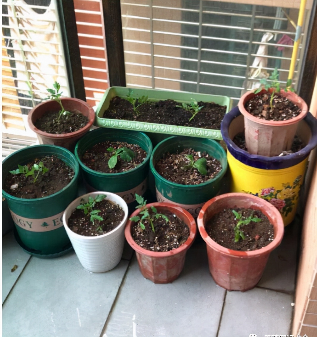 我家婆婆太有创意了，泡脚桶坏了放在院子种菜，颜值不输花盆