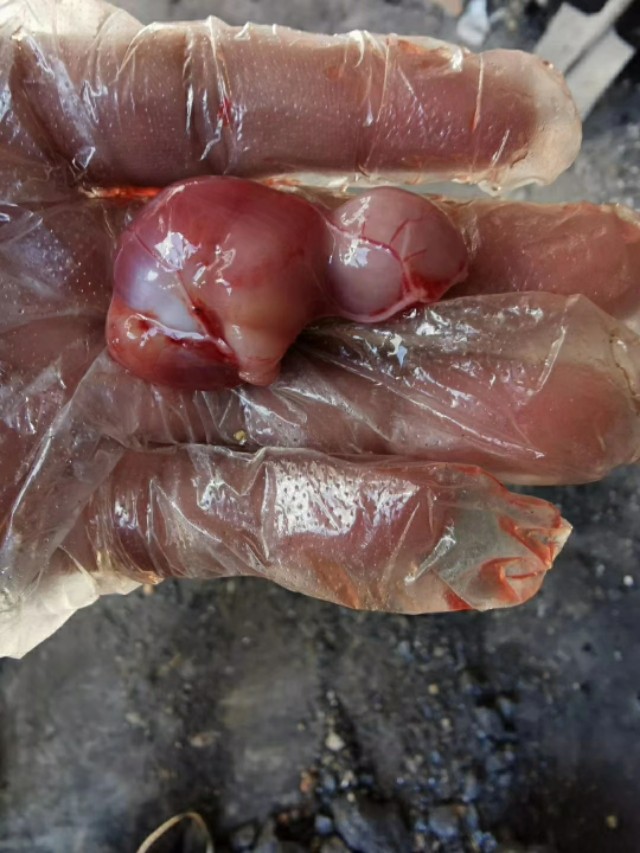 肉鸡腺肌胃炎的发病原因及用药思路