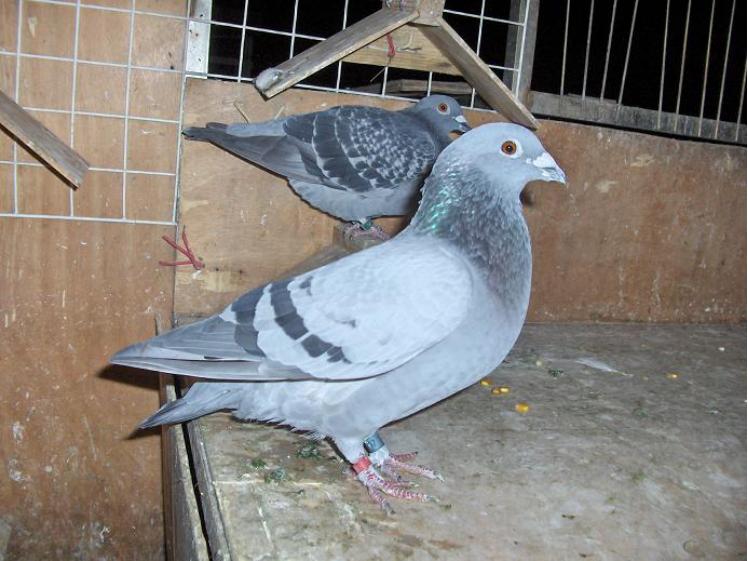 赛鸽比赛前这几个问题要重视,赛鸽备战秋赛完整版