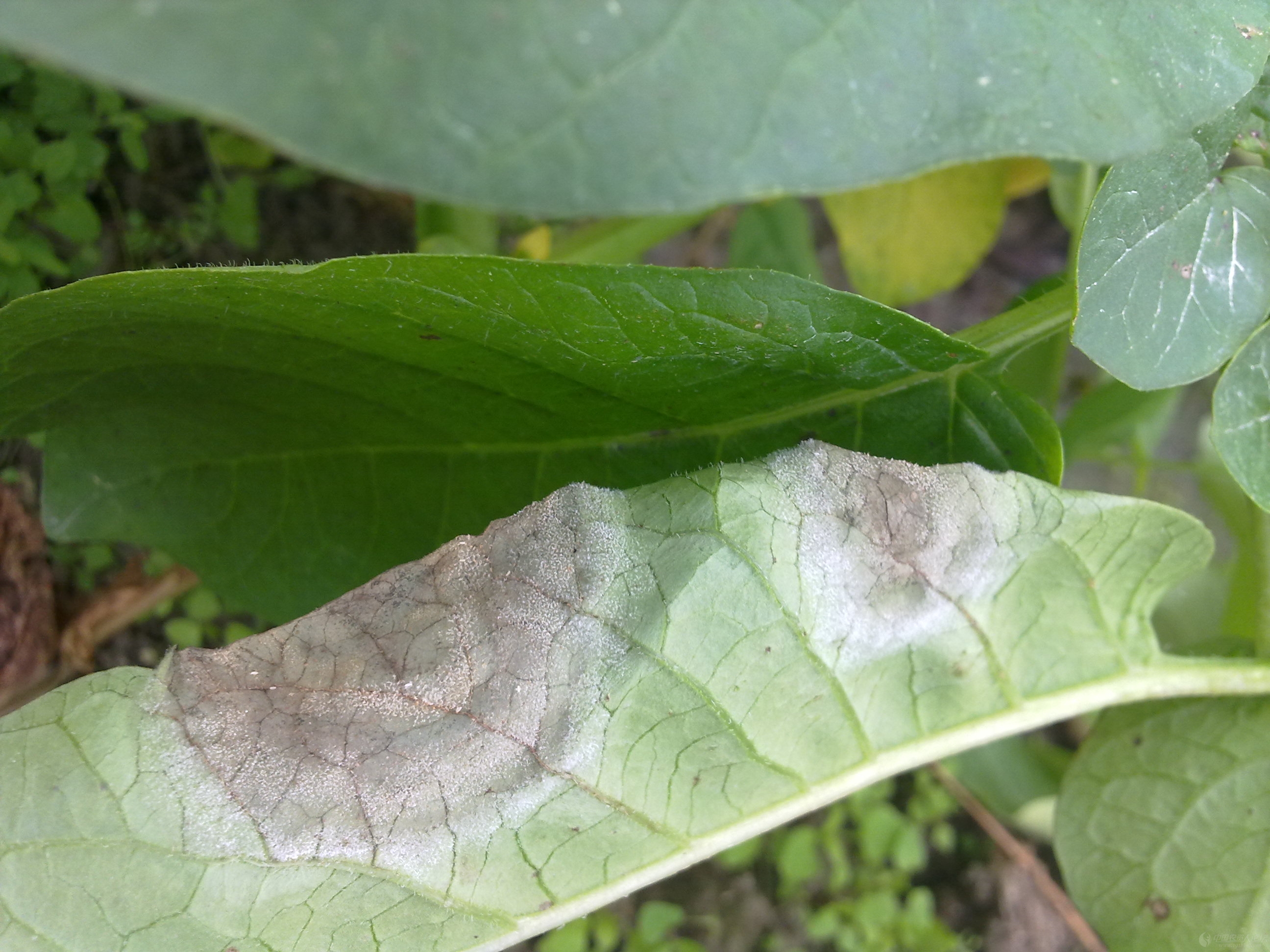 有机农业可用药,香菇多糖生物农药