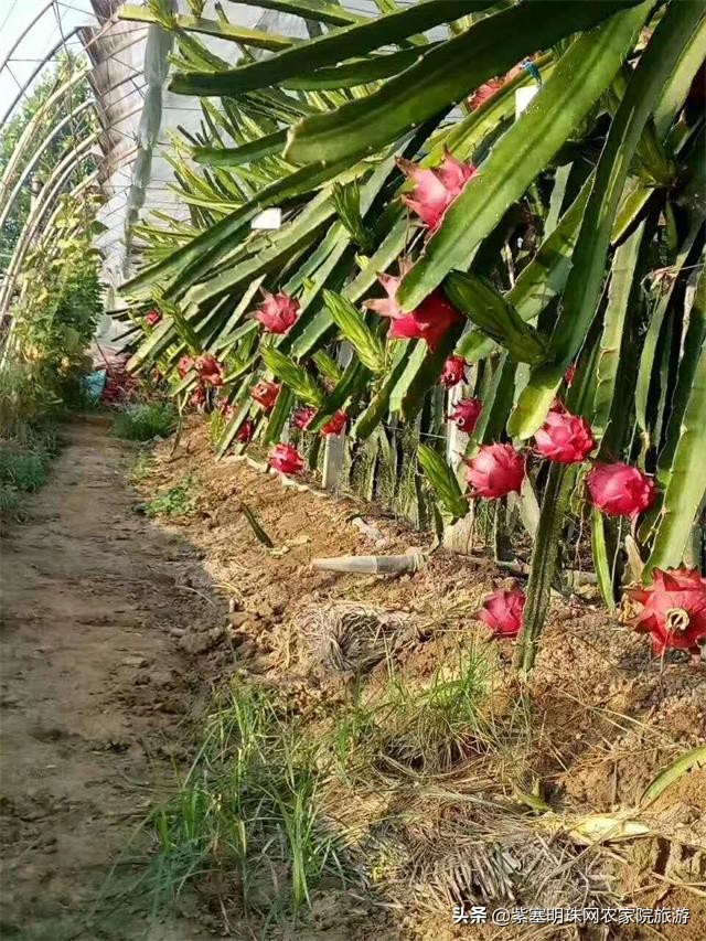 平度苗木基地桃树苗,山东日照苗木种植基地桃树苗