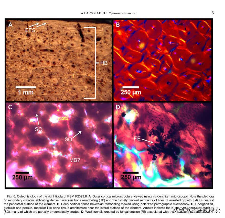 古生物学家恐龙化石霸王龙,中国发现霸王龙化石