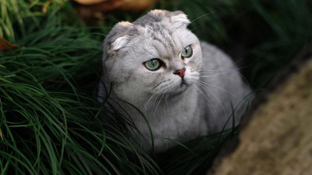 宠物中暑的症状及处理方法,避免宠物中暑的方法