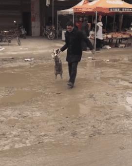 带狗狗回老家过年需要注意什么,带狗狗回家需要准备什么