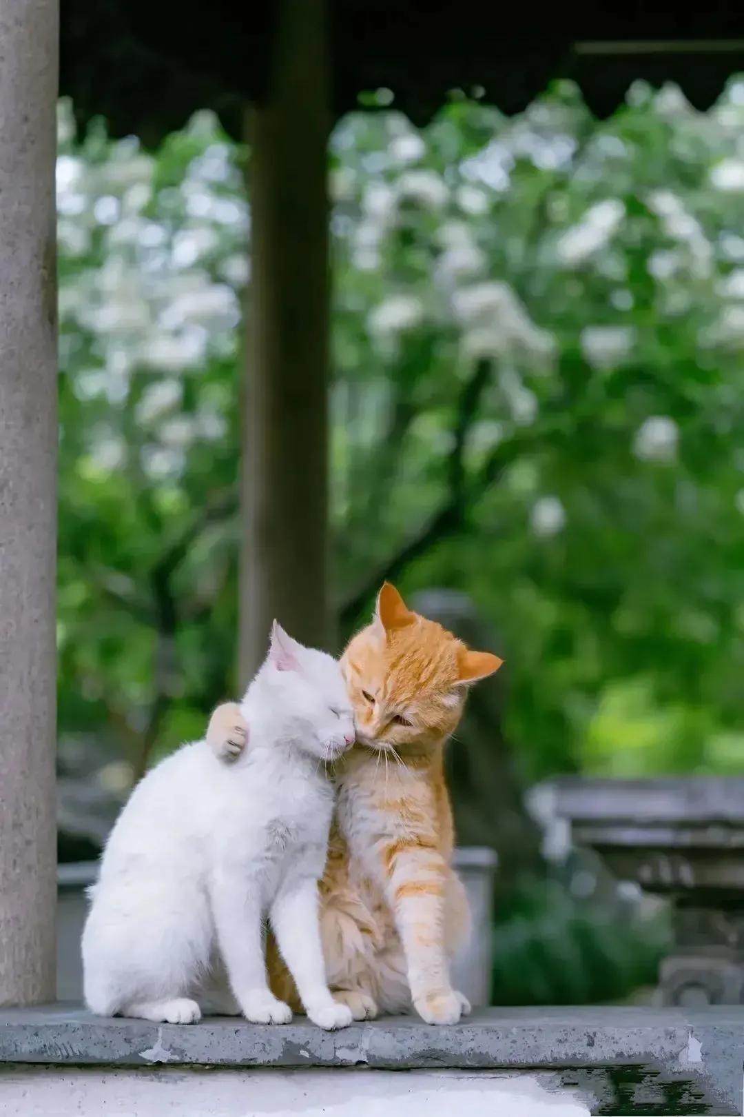 被主人遗弃的猫抓伤了会怎么办,自己家的猫不出门抓伤了我