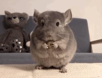 龙猫异宠,你所不知道的二次元小说