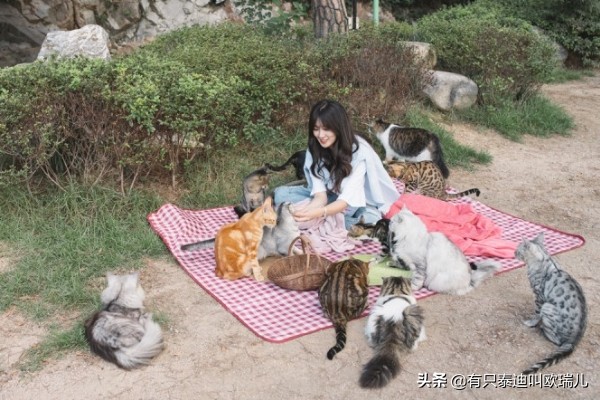 日式猫咪咖啡馆,日本东京猫咪咖啡厅