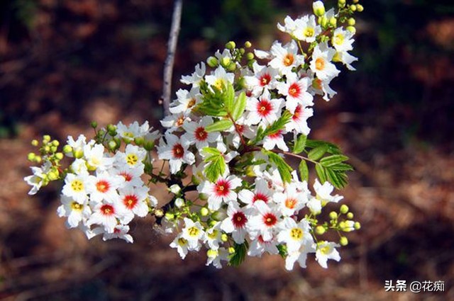 哪里种文冠果最好,文冠果怎么种