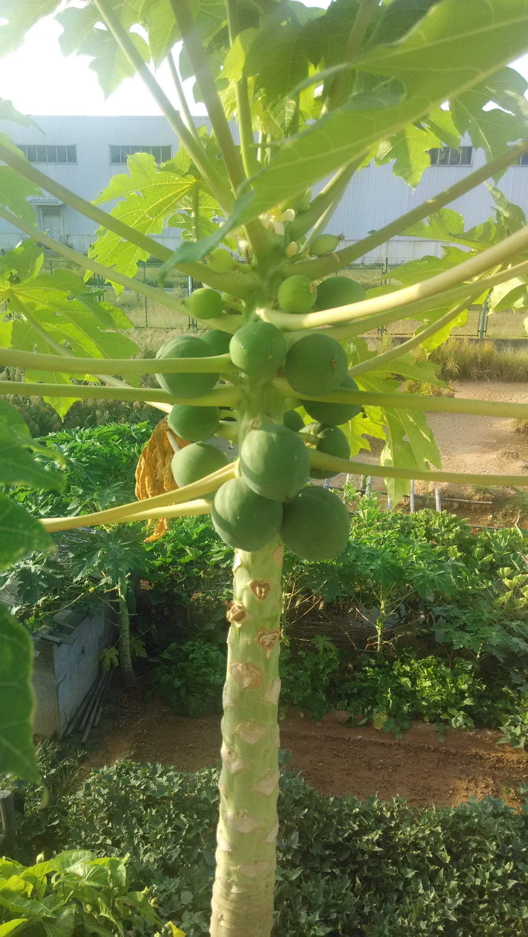 福州温泉公园郁金香,福州温泉公园二手房