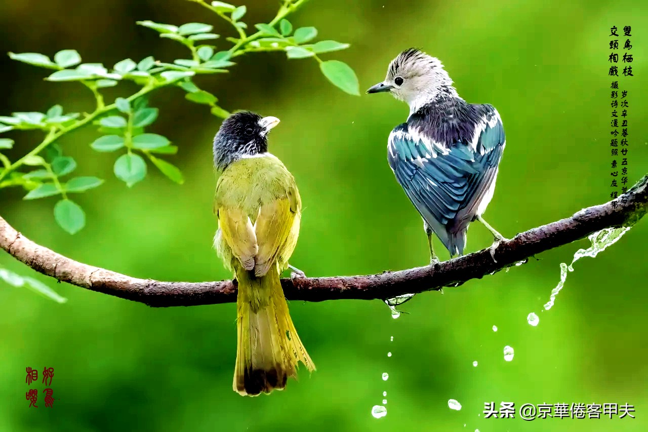 甲夫原创/詩語漫評：交颈相戏摇曳风姿，倾身顾盼生韵生情