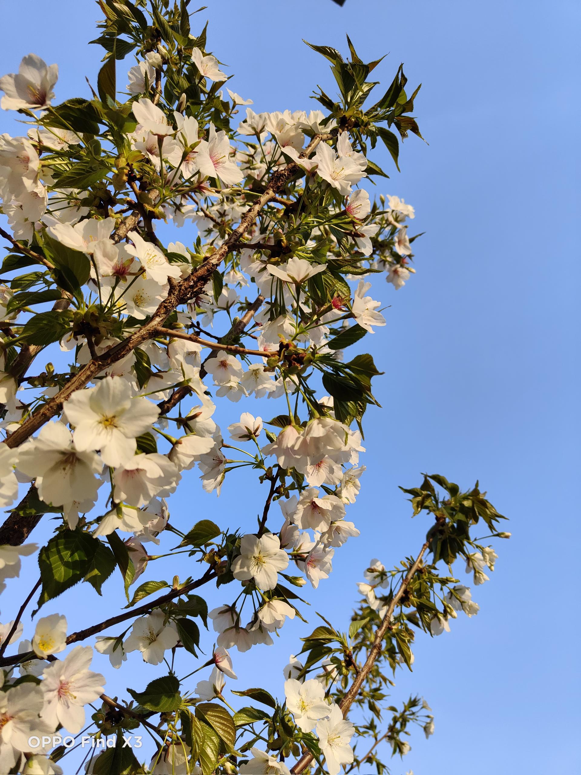 oppofindx3pro能和iphone比吗,oppofindx3真实体验