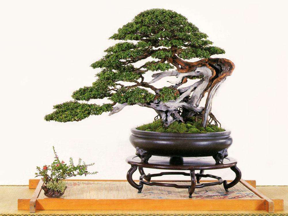 雀梅盆景养护的7大技巧方法,有关雀梅盆景养护知识