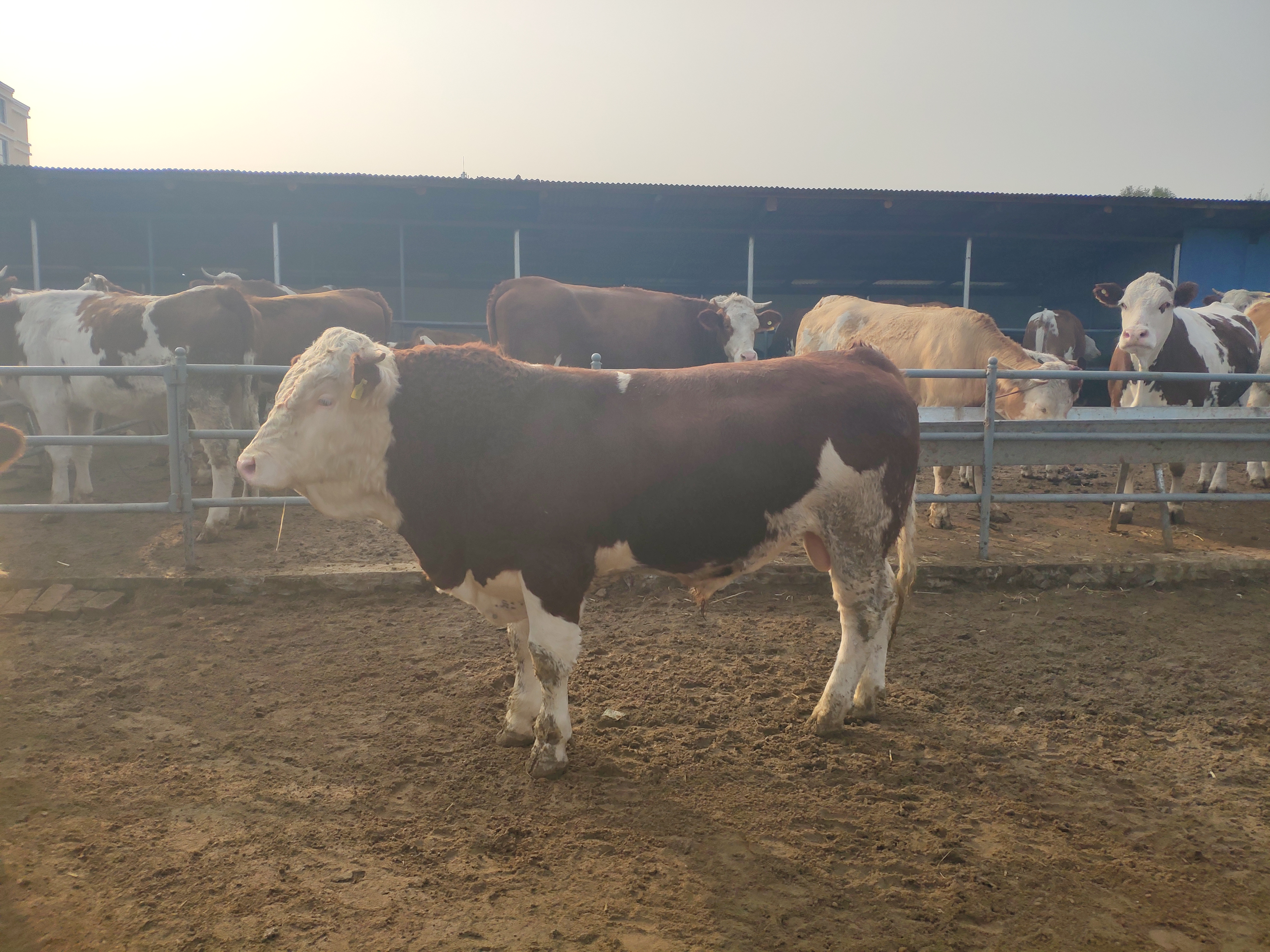 养牛到底能不能养活,养牛的利润与成本真实比较