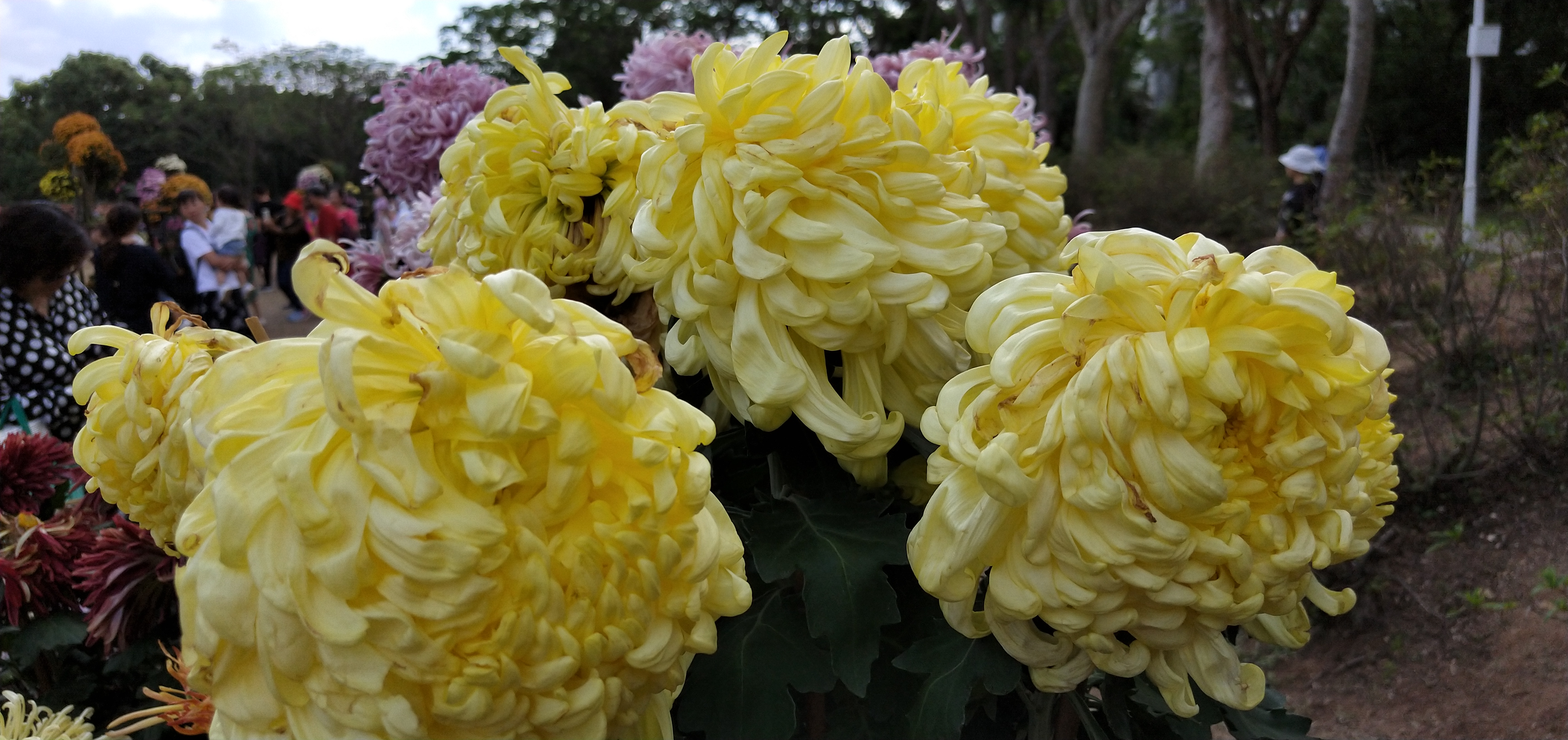 东湖公园菊花花展时间2021,深圳东湖荷节花展